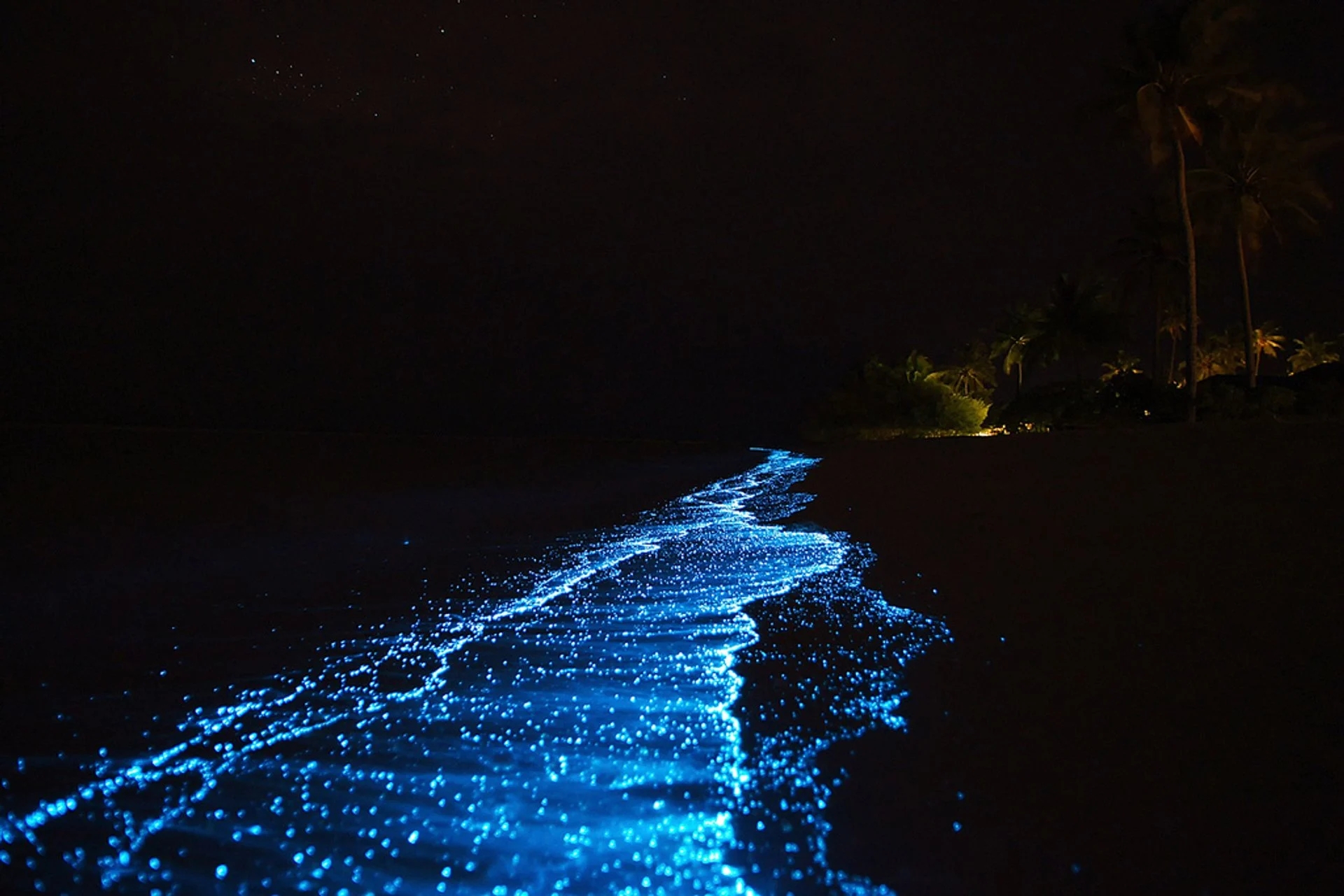 maldives-bioluminescent-plankton